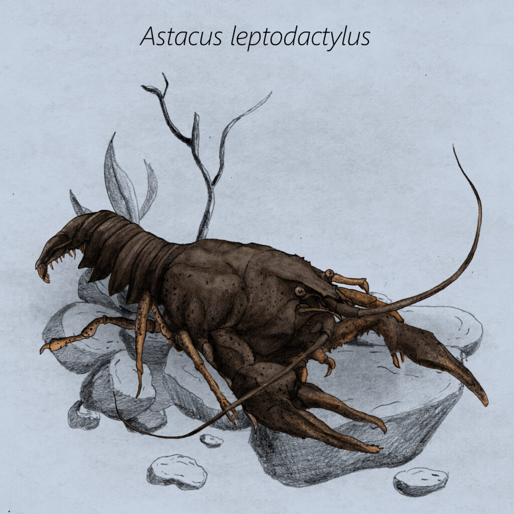 Astacus leptodactylus cal