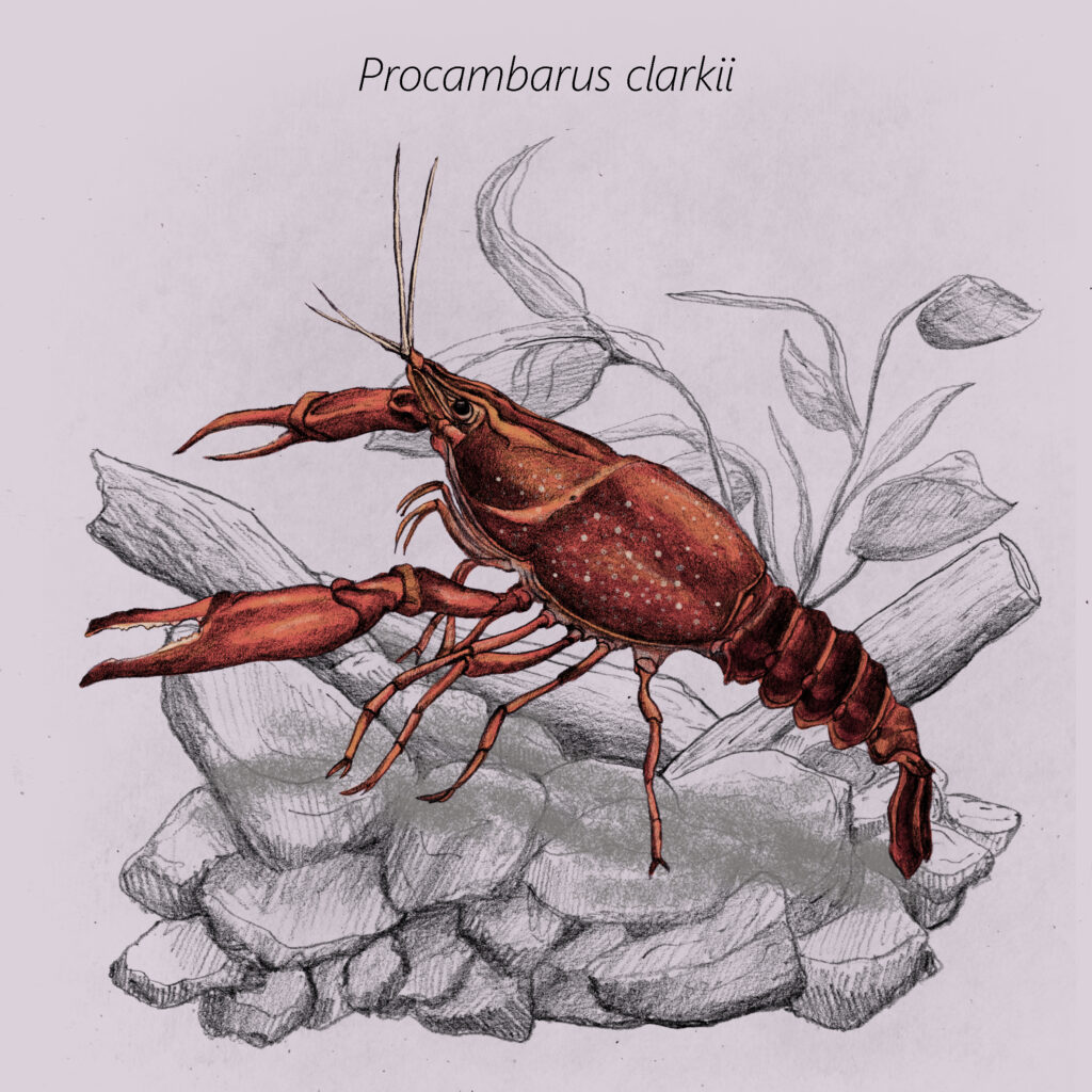Procambarus clarkii cal
